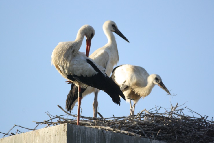 Drei Weißstörche auf ihrem Nest vor blauem Himmel